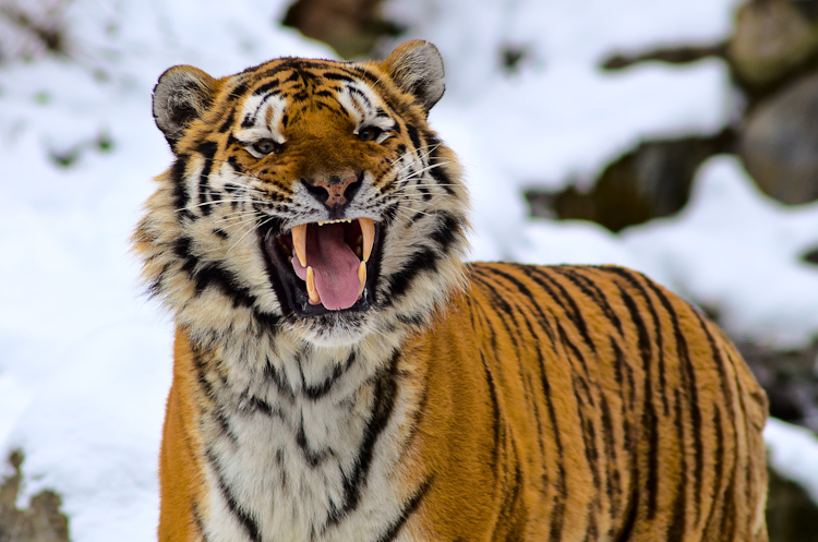 Tiger im Zürcher Zoo