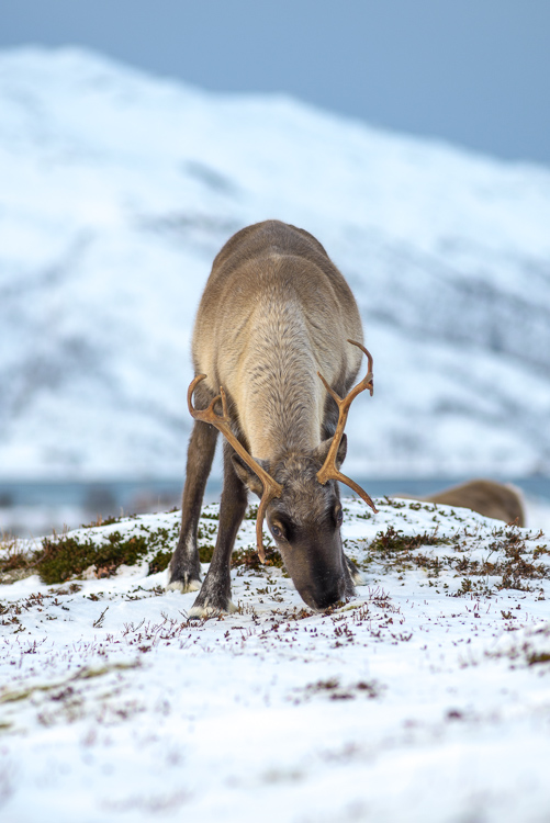 Back in Tromso, Daytime Shooting I